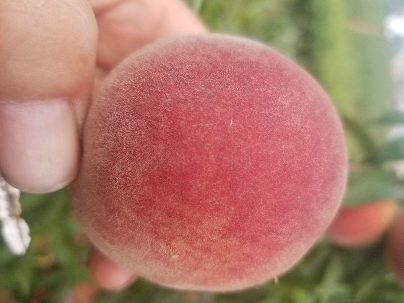 湖北，宜城市各种桃子大量上市中，欢迎各地老板过来考察，，