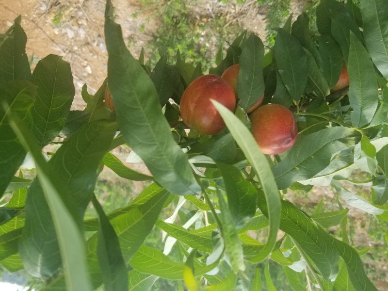 湖北，宜城市各种桃子大量上市中，欢迎各地老板过来考察，，