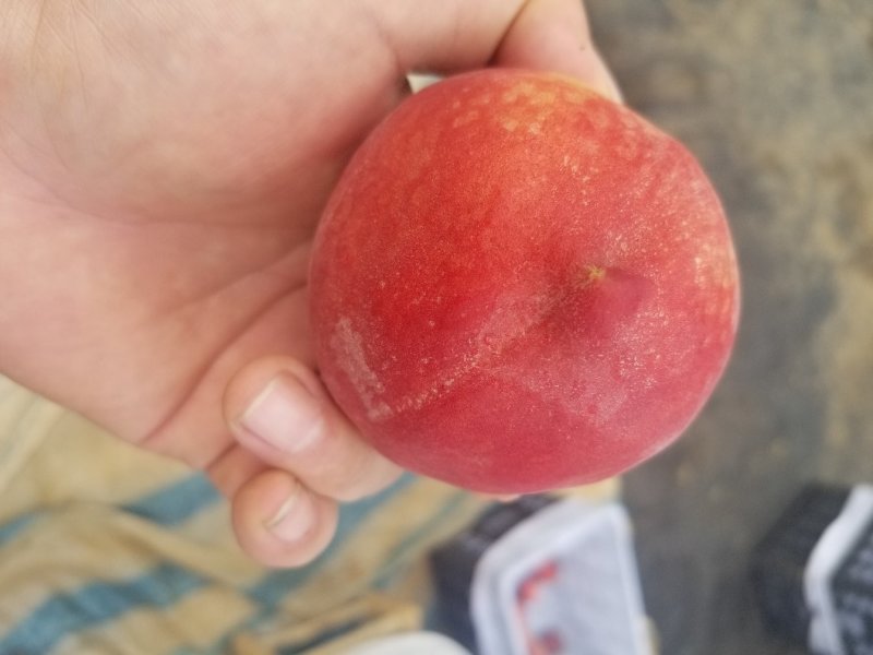 湖北，宜城市各种桃子大量上市中，欢迎各地老板过来考察，，