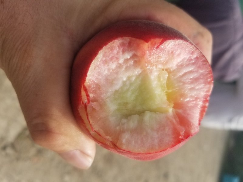 湖北，宜城市各种桃子大量上市中，欢迎各地老板过来考察，，