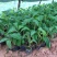 新品种果树苗香蕉树苗四季结果南方北方种植红香蕉苗盆栽皇