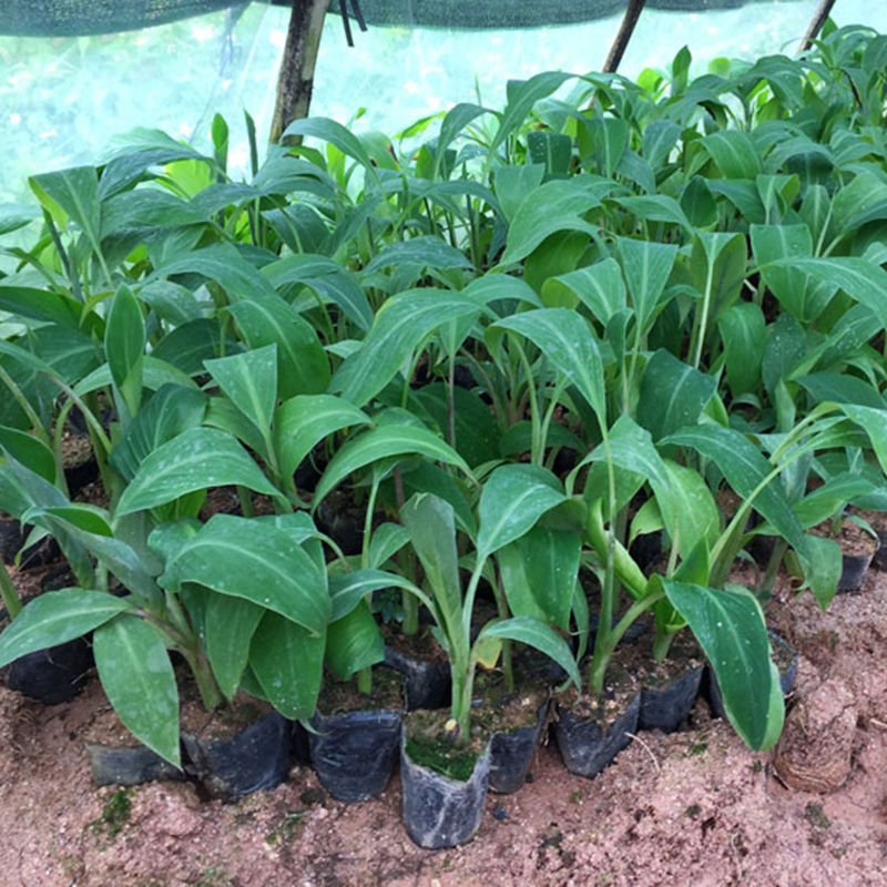 新品种果树苗香蕉树苗四季结果南方北方种植红香蕉苗盆栽皇