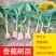 新品种果树苗香蕉树苗四季结果南方北方种植红香蕉苗盆栽皇