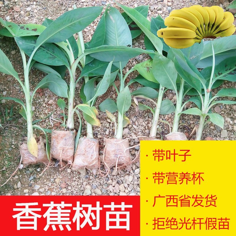 新品种果树苗香蕉树苗四季结果南方北方种植红香蕉苗盆栽皇