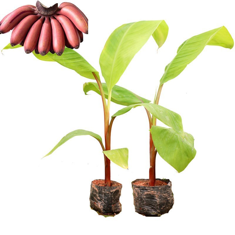 新品种果树苗香蕉树苗四季结果南方北方种植红香蕉苗盆栽皇