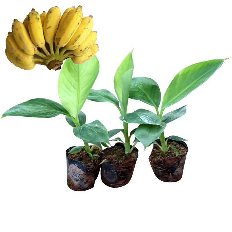 新品种果树苗香蕉树苗四季结果南方北方种植红香蕉苗盆栽皇