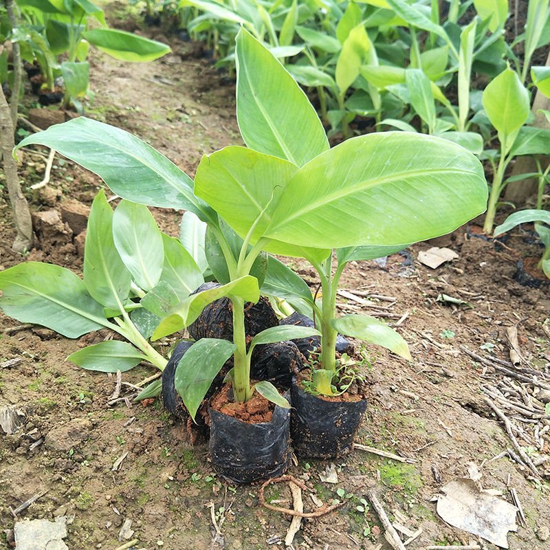 新品种果树苗香蕉树苗四季结果南方北方种植红香蕉苗盆栽皇