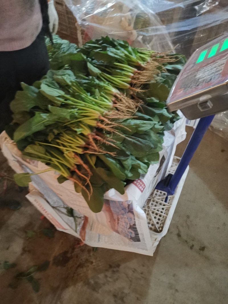 内蒙菠菜