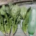 内蒙菠菜