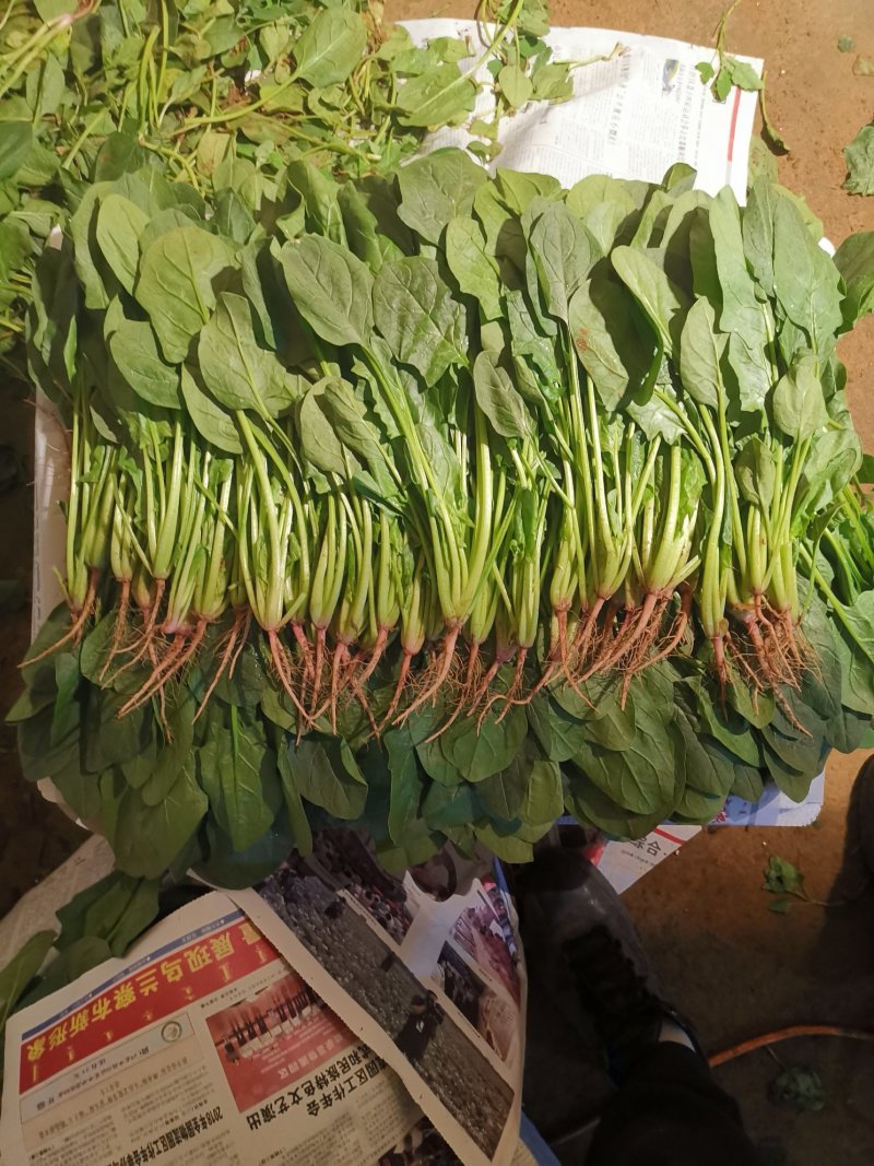 内蒙菠菜