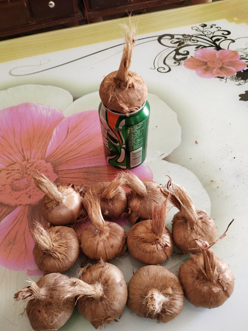 藏红花种球/红色金子/一级种球（大，好，高）