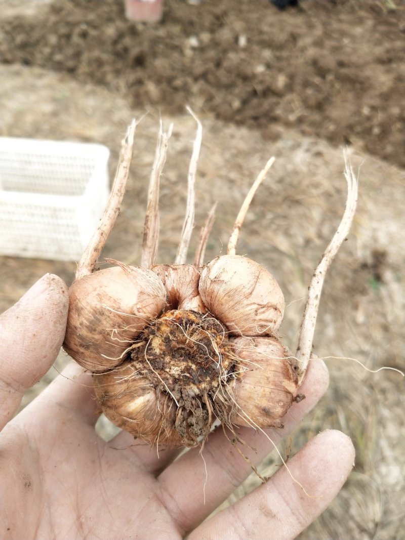 藏红花种球/红色金子/一级种球（大，好，高）