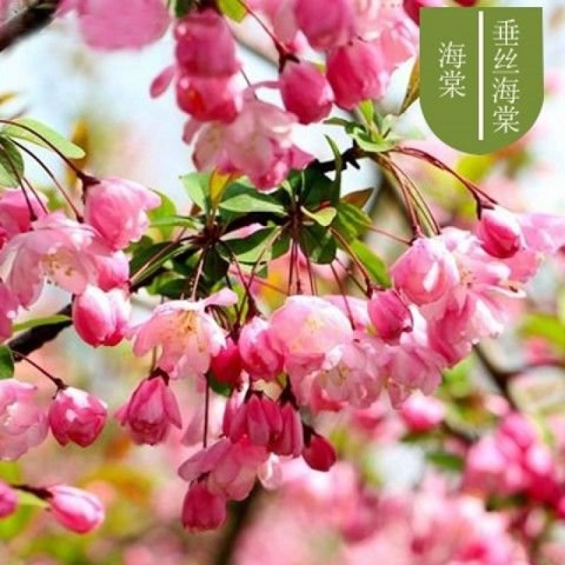 【6年海棠花苗】盆栽树苗盆景老桩室内观花绿植庭院四季开