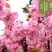 【6年海棠花苗】盆栽树苗盆景老桩室内观花绿植庭院四季开