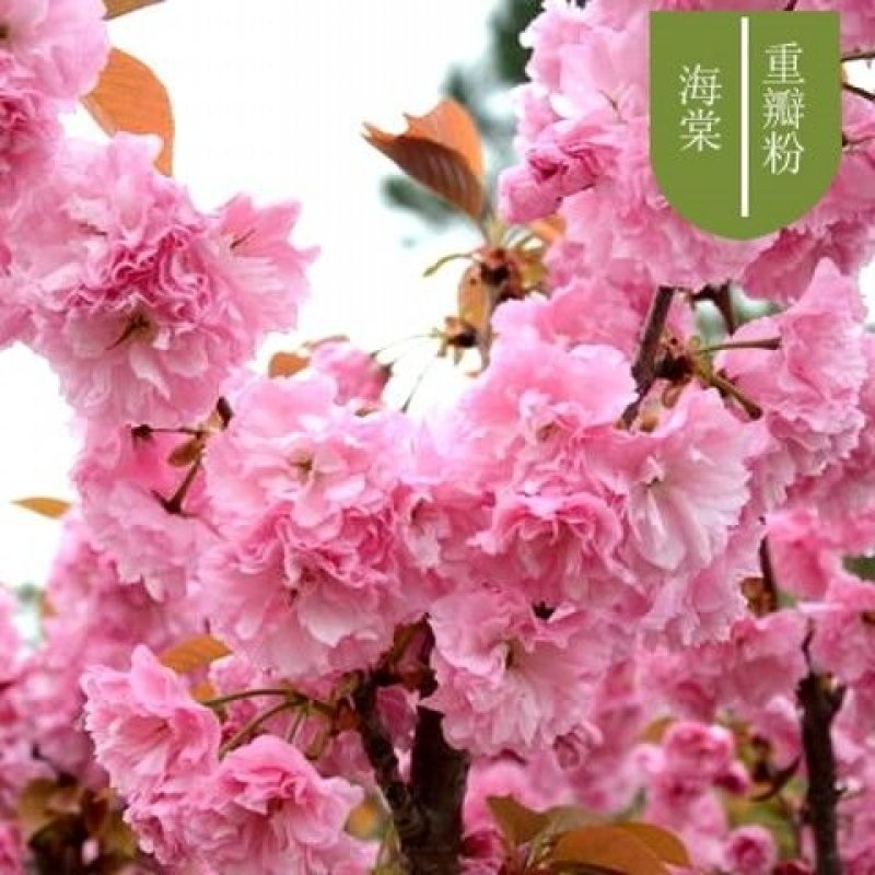 【6年海棠花苗】盆栽树苗盆景老桩室内观花绿植庭院四季开