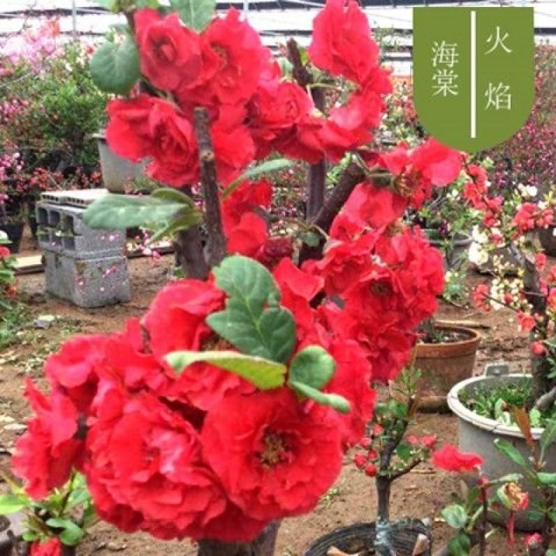【6年海棠花苗】盆栽树苗盆景老桩室内观花绿植庭院四季开