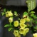 【6年海棠花苗】盆栽树苗盆景老桩室内观花绿植庭院四季开