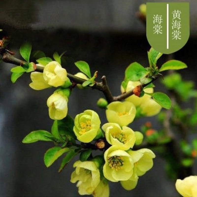 【6年海棠花苗】盆栽树苗盆景老桩室内观花绿植庭院四季开