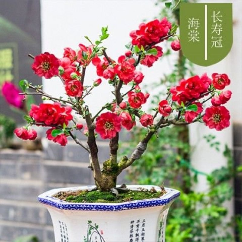 【6年海棠花苗】盆栽树苗盆景老桩室内观花绿植庭院四季开