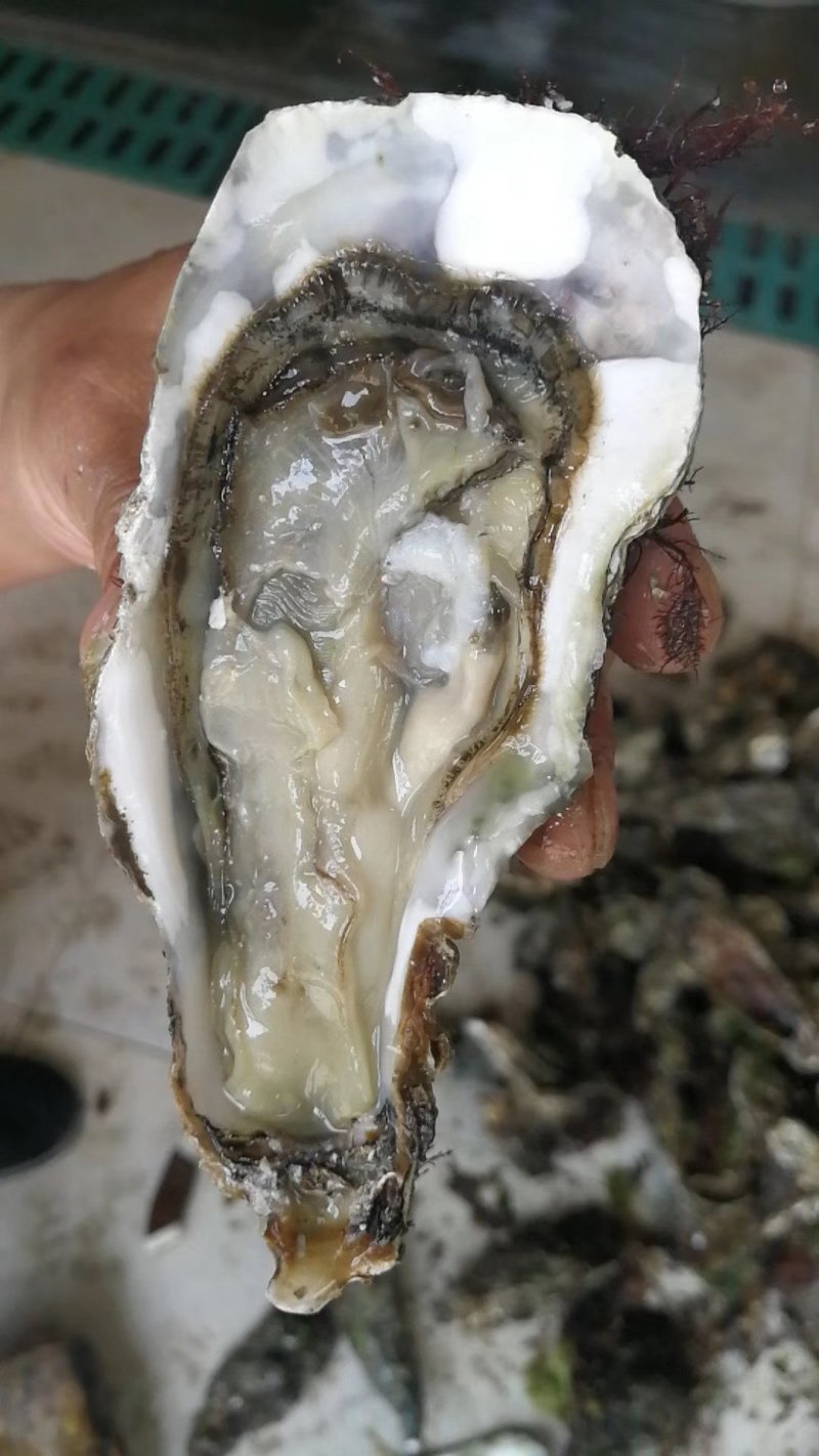 底播生蚝，生蚝，鲜活大连生蚝，