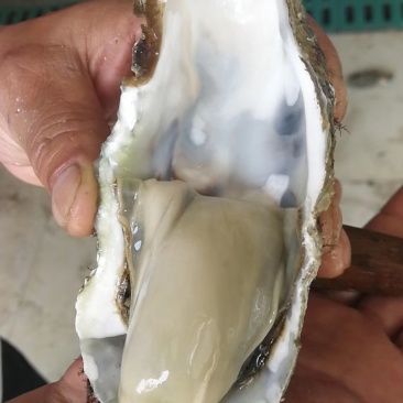 底播生蚝，生蚝，鲜活大连生蚝，