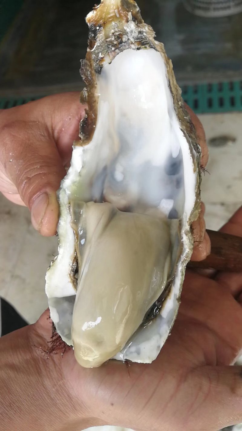 底播生蚝，生蚝，鲜活大连生蚝，