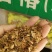 正宗的紅油香椿种子春秋播种品种种子亩用量4斤种子