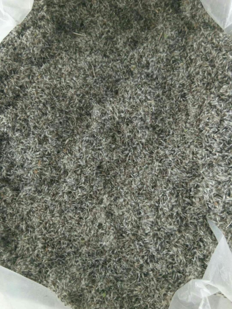 白头翁种子，品种纯正，产量高。适合任何地方种植，提供技术