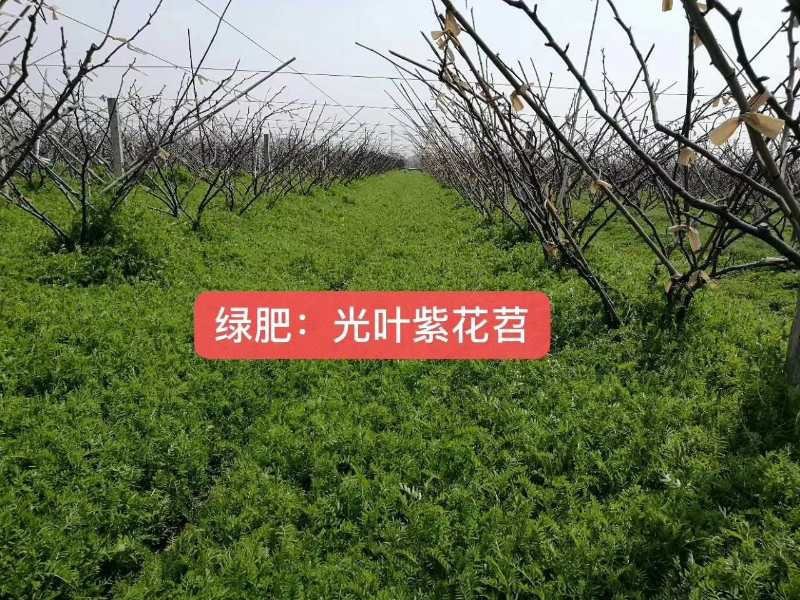 光叶紫花苕种子果园绿肥品种种子多年生品种种子