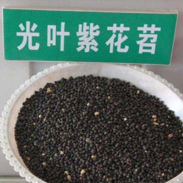 光叶紫花苕种子果园绿肥品种种子多年生品种种子