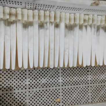 食用菌