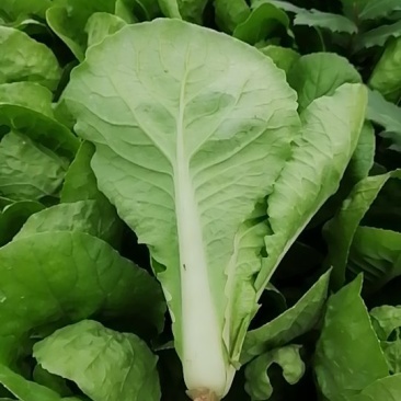 快菜
