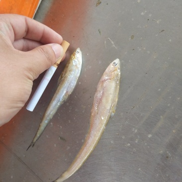 微山湖毛刀鱼