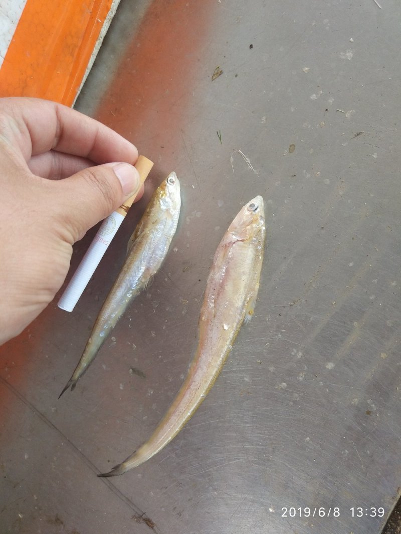 微山湖毛刀鱼