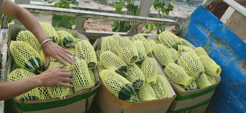 山东甜瓜博洋甜瓜博洋9脆嫩多汁产地直销量大质优