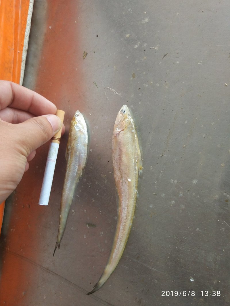 微山湖毛刀鱼