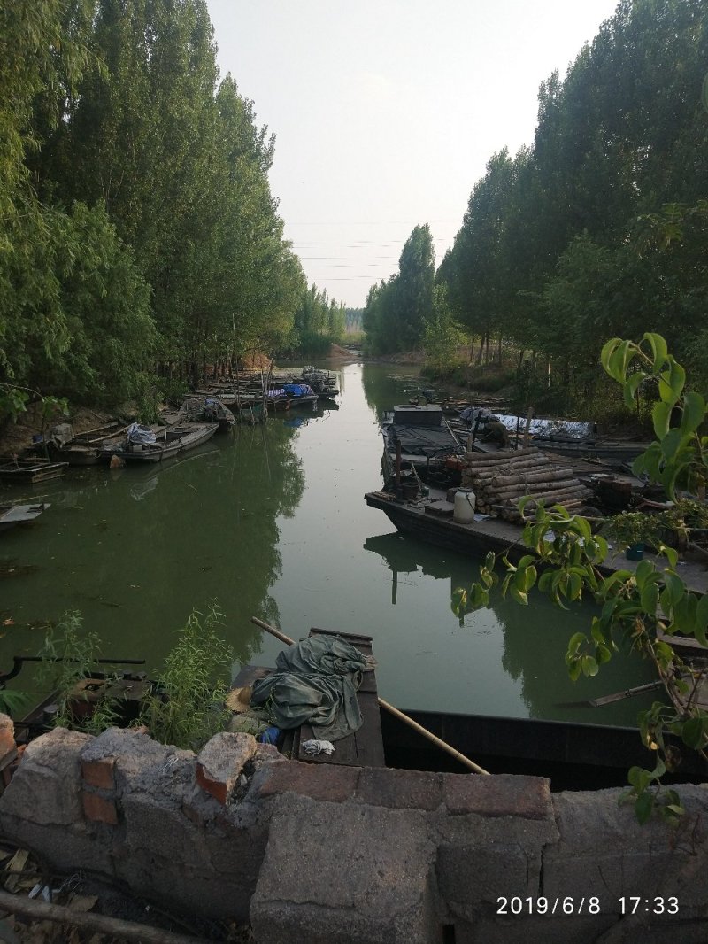 微山湖毛刀鱼