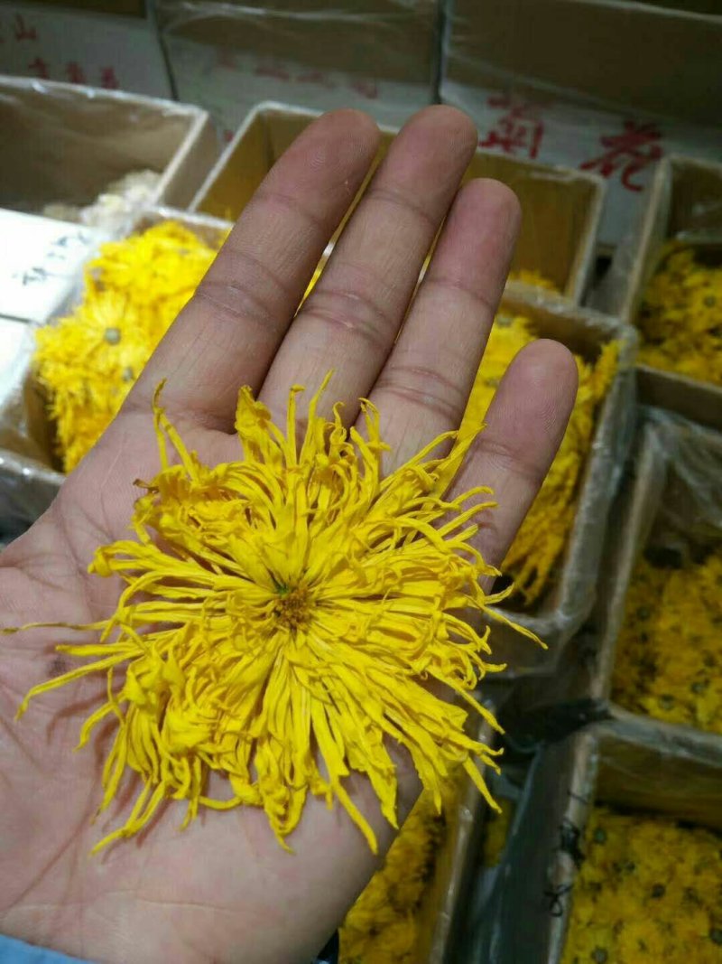 金丝皇菊正品干净无硫欢迎全国药店中医馆详谈