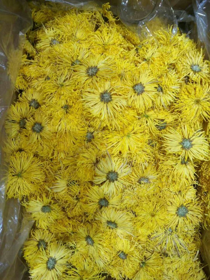 金丝皇菊正品干净无硫欢迎全国药店中医馆详谈
