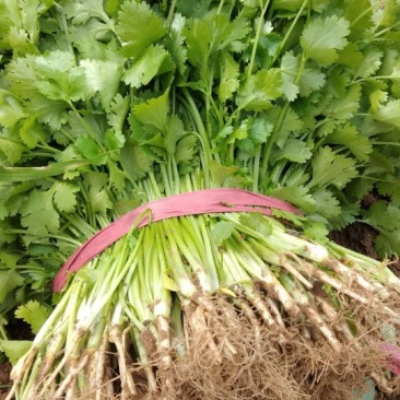 大量香菜