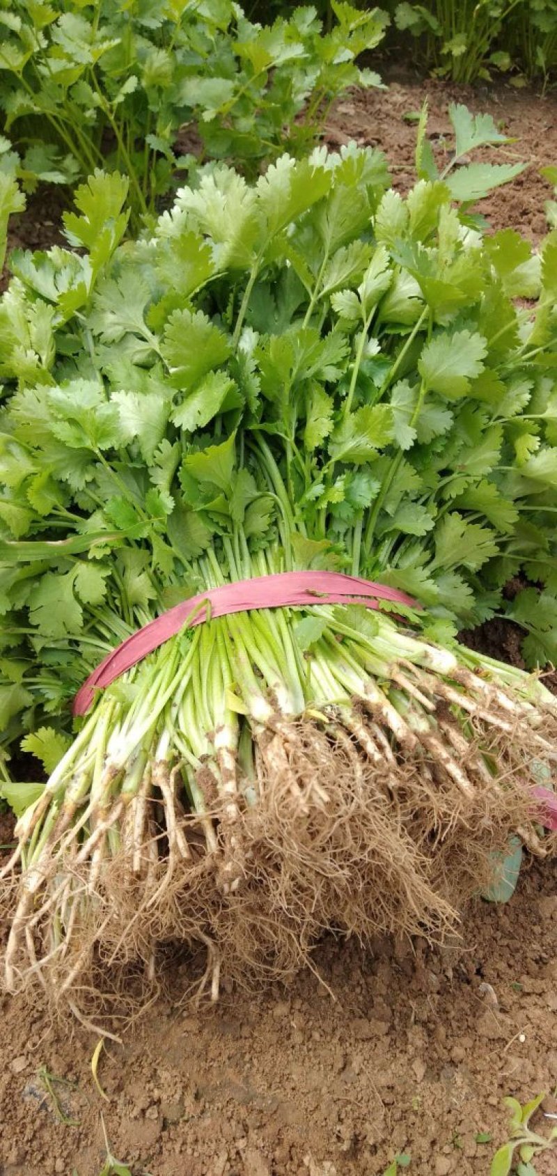 大量香菜