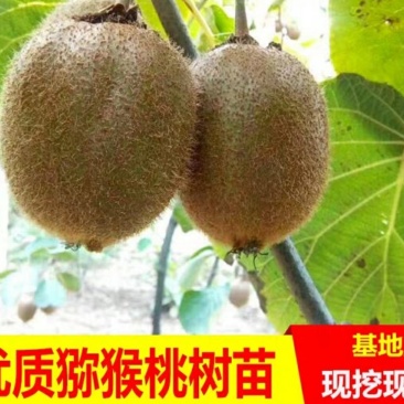 猕猴桃苗品种保证南北方种植产量高易管理