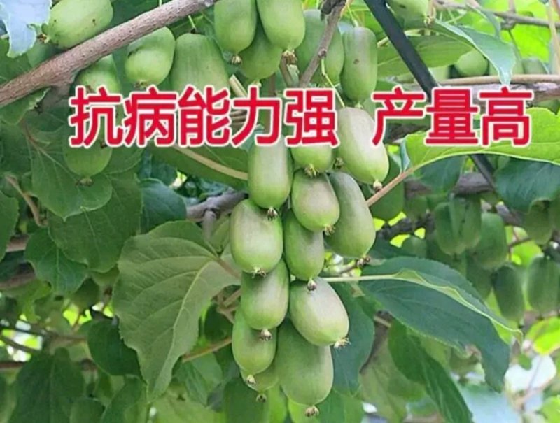 猕猴桃苗品种保证南北方种植产量高易管理
