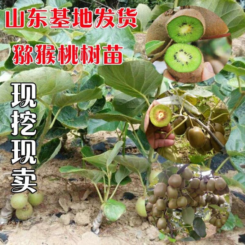 猕猴桃苗品种保证南北方种植产量高易管理