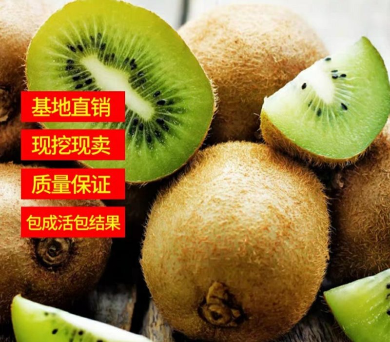 猕猴桃苗品种保证南北方种植产量高易管理