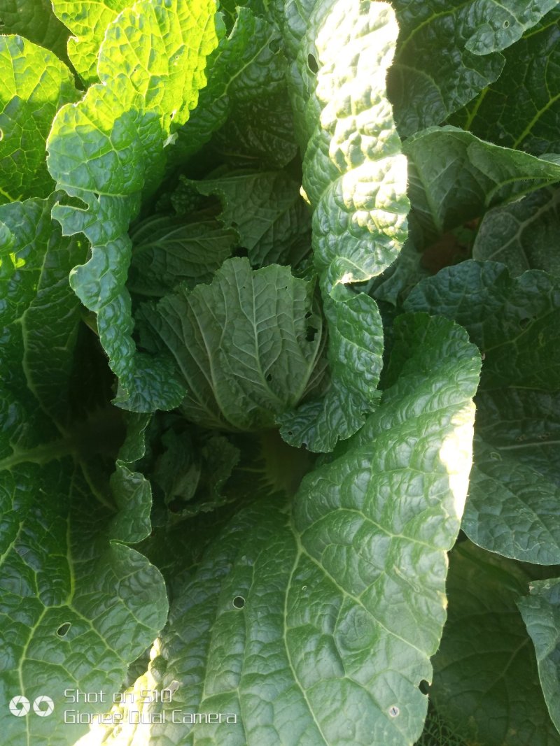 玲珑黄娃娃菜