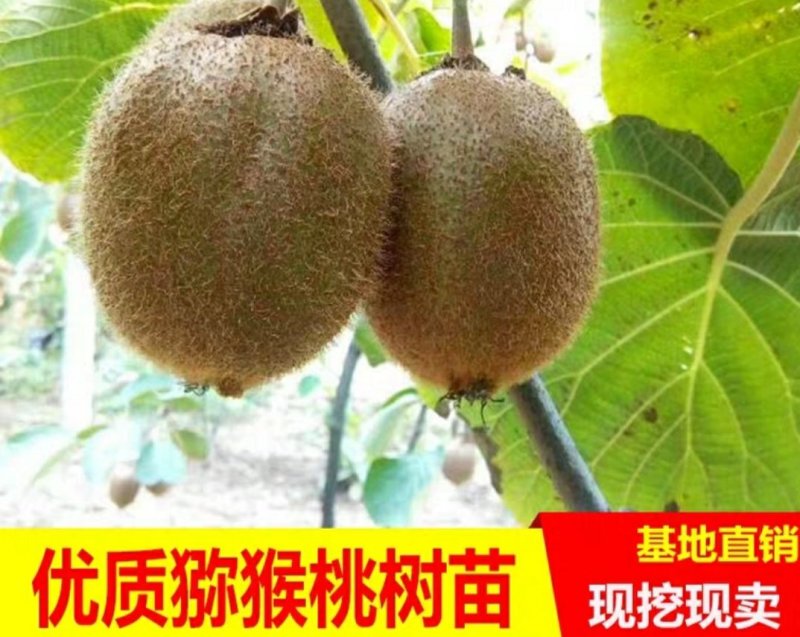 猕猴桃苗品种保证南北方种植产量高易管理