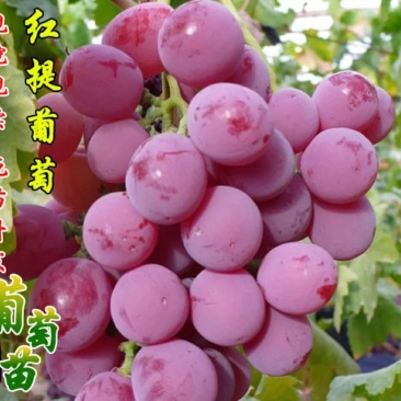 红提葡萄苗2年苗品种保证假一赔十包技术指导