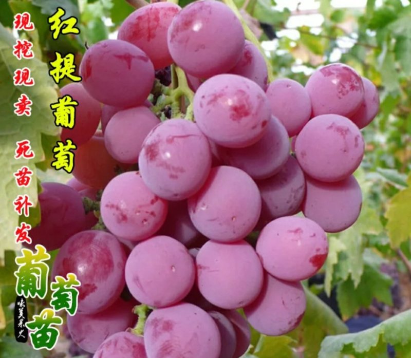 红提葡萄苗2年苗品种保证假一赔十包技术指导