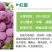 红提葡萄苗2年苗品种保证假一赔十包技术指导